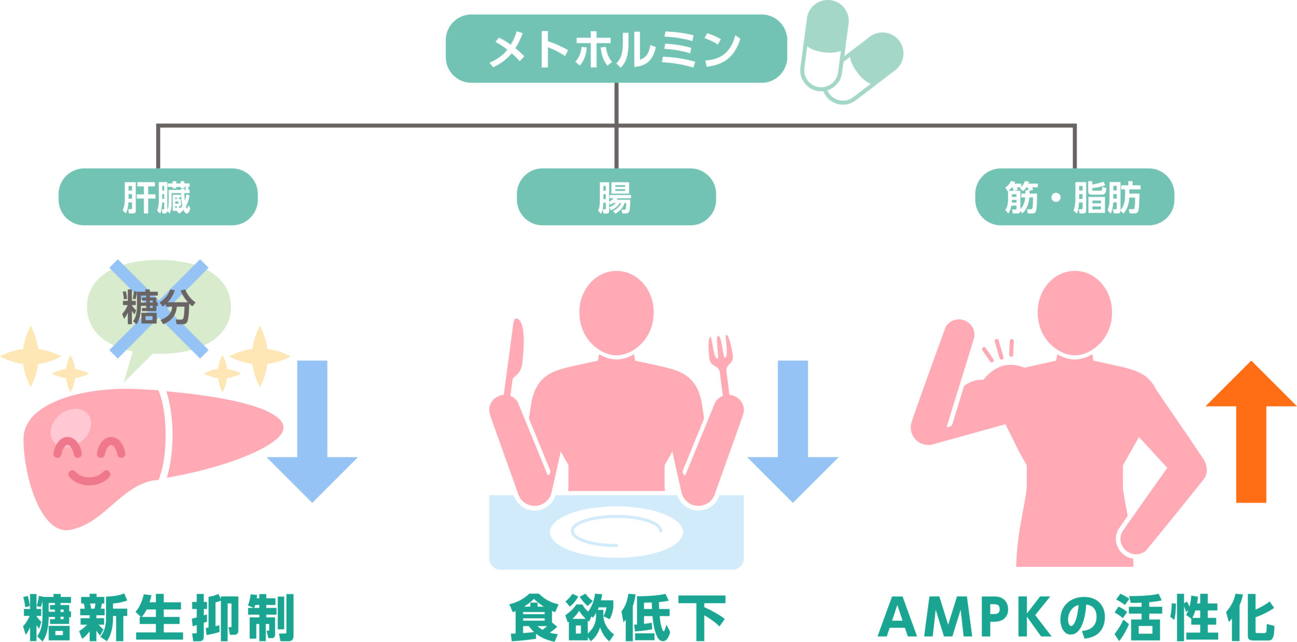 GLP-１受容体作動薬の種類別比較