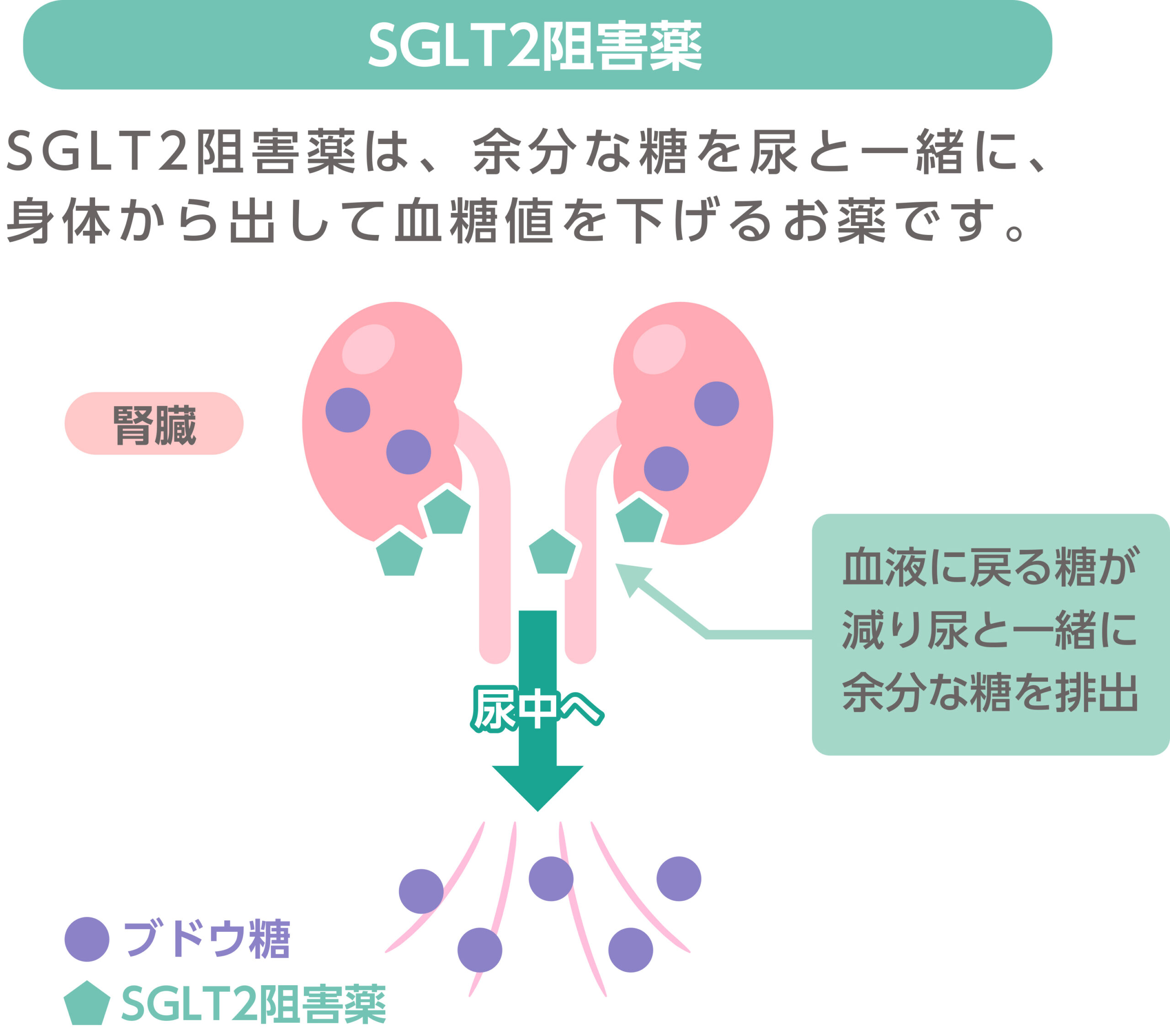 SGLT２阻害薬の作用